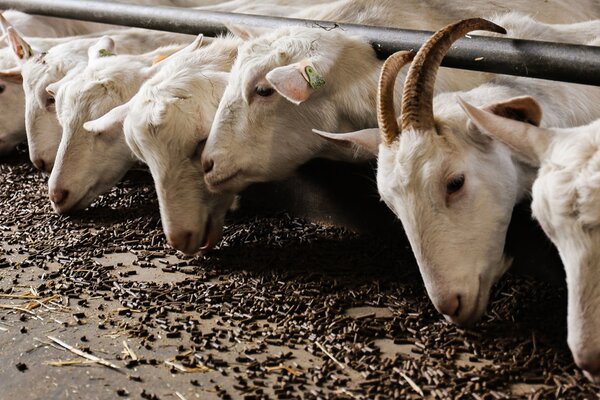 Samen met Wageningen Livestock Research en LTO verzorgen wij de communicatie voor Integraal Aanpakken